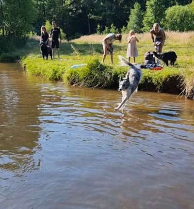 Fotosammlung: ,,Der natürliche Hund" Unbearbeitet, ungestellt und in Natura-Beitrag-Bild