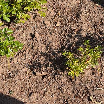 Giftköder-Blaukorn! In öffentlichen Beeten-Bild