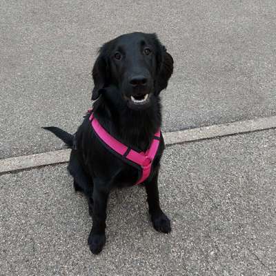 Hundetreffen-Gassi gehen,  spielen,  voneinander lernen-Bild