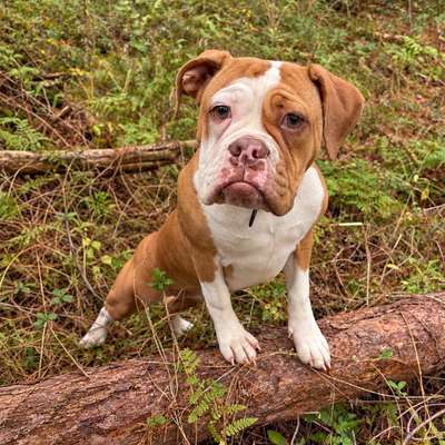 Hundetreffen-Spielrunde gemeinsames spazieren gehen?-Bild