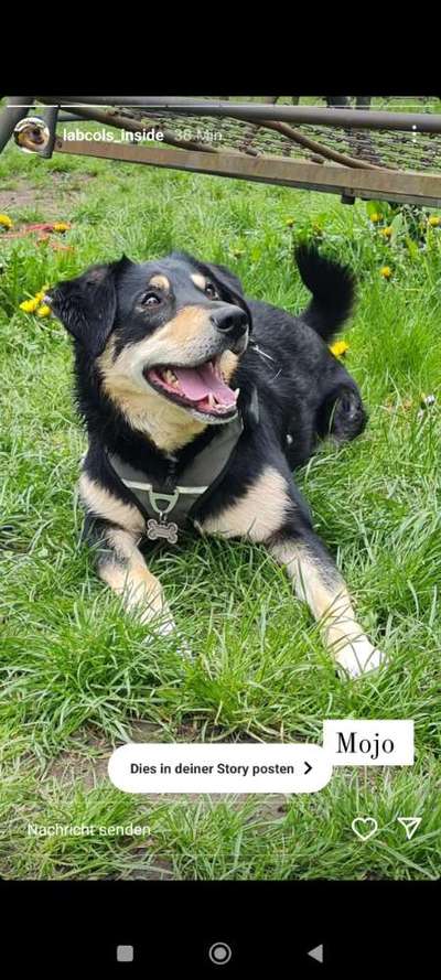 Handy Foto Challange Nr. 46  Happy Dog-Beitrag-Bild