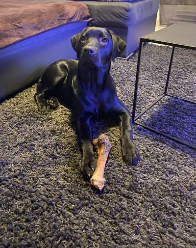 Labradorfans-Beitrag-Bild