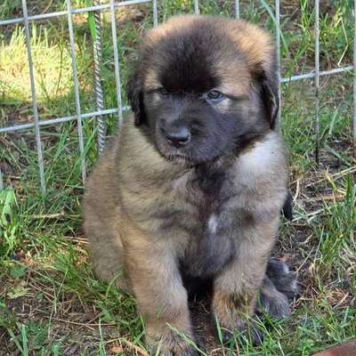 Hundetreffen-Welpenrunde in Luhden-Bild