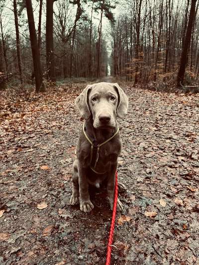 Hundetreffen-Welpentreffen ♥️-Bild