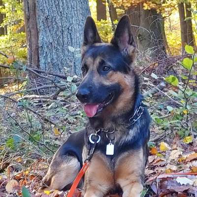 Hundetreffen-Social Training  ohne Kontakt.-Bild