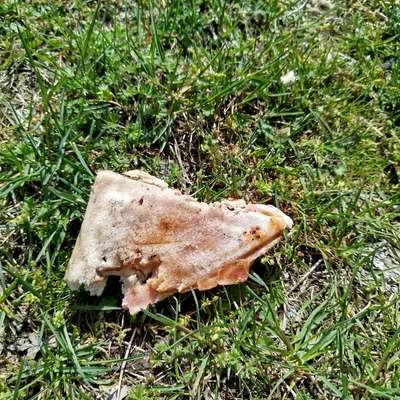 Giftköder-Vorsicht Giftköder in 04769 Niedergoseln-Bild