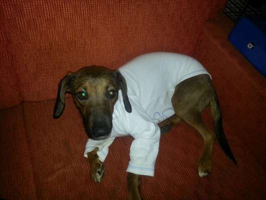 Labradorfans-Beitrag-Bild