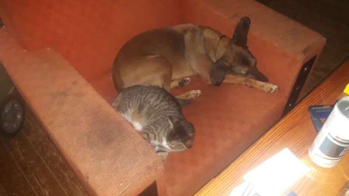 Labradorfans-Beitrag-Bild