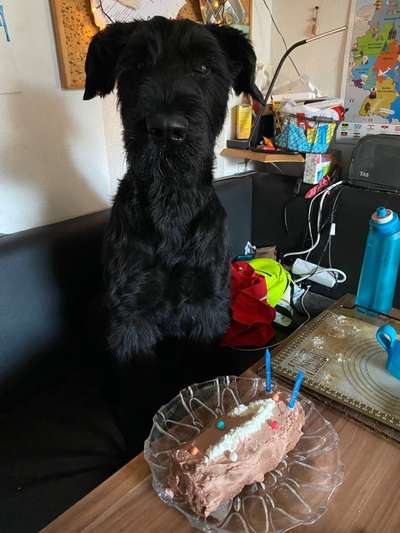 Wo sind die Riesenschnauzer?-Beitrag-Bild