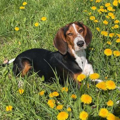 Hundetreffen-Gassi-Treff mit Spielen-Bild