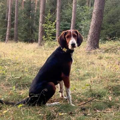 Hundetreffen-Spielfreunde gesucht 🐶-Bild