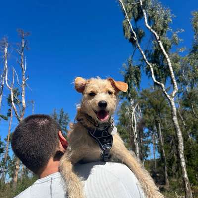 Hundetreffen-Souveräner, entspannter Hund für Hundebegegnung gesucht-Bild