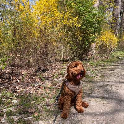 Hundetreffen-Playpartner wanted-Bild