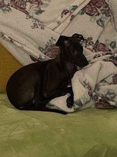 Hundetreffen-Welpenwalk in Essen Stadtwald-Bild