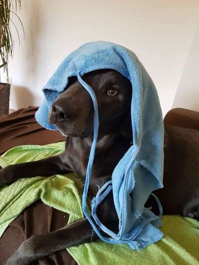 Rasseporträt Labrador-Beitrag-Bild