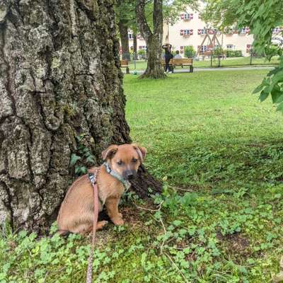 Hundetreffen-Welpentreffen-Bild