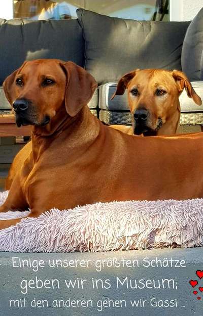 Rhodesian Ridgeback-Beitrag-Bild