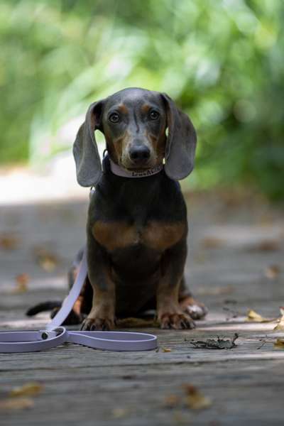 Hundetreffen-Gassi & Spielen-Bild