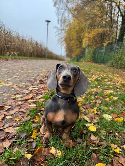 Hundetreffen-Spielen und Gassi-Bild