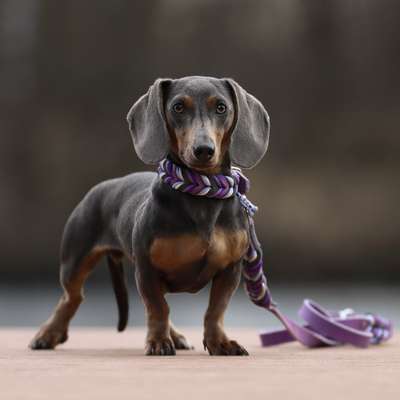 Hundetreffen-Spielen und Gassi-Bild