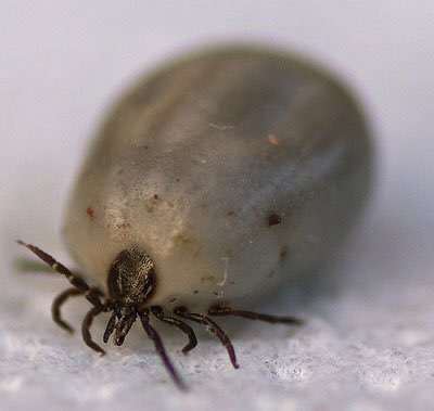 Vollgesaugte tote Zecke-Beitrag-Bild