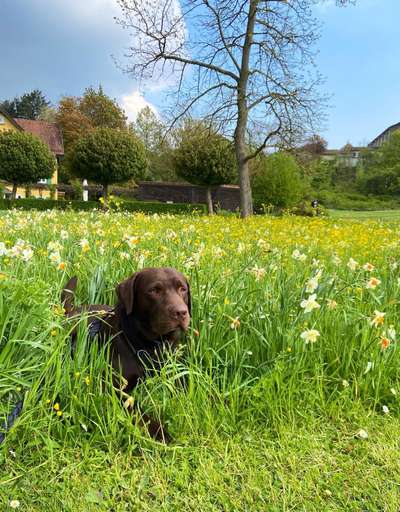 Die Dogorama Monats Challenge "Es grünt und blüht"-Beitrag-Bild