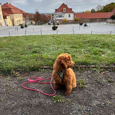 Hundetreffen-Welpentreffen in Ballenstedt-Bild