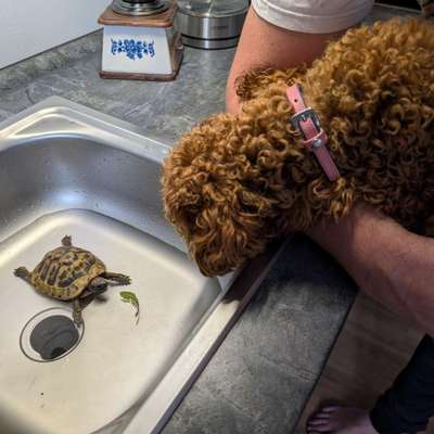 aktuelles Foto Gruppe Pudel