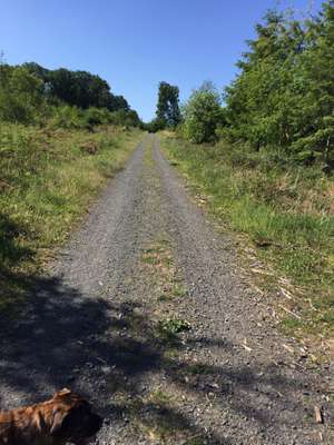 Hundeauslaufgebiet-Geistinger Wald-Bild