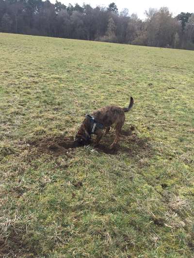 Hundeauslaufgebiet-Große Wiese am Schäferhund Verein-Bild