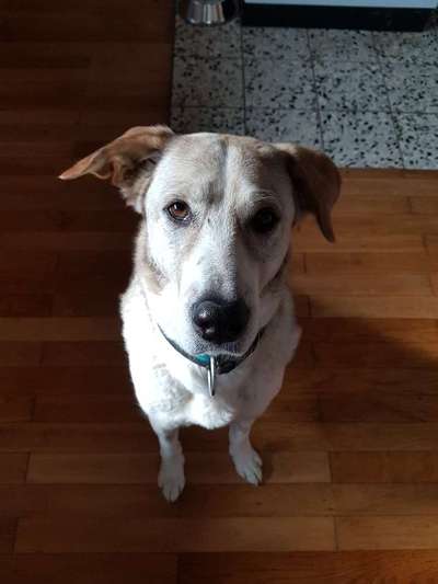 Hunde aus Griechenland-Beitrag-Bild