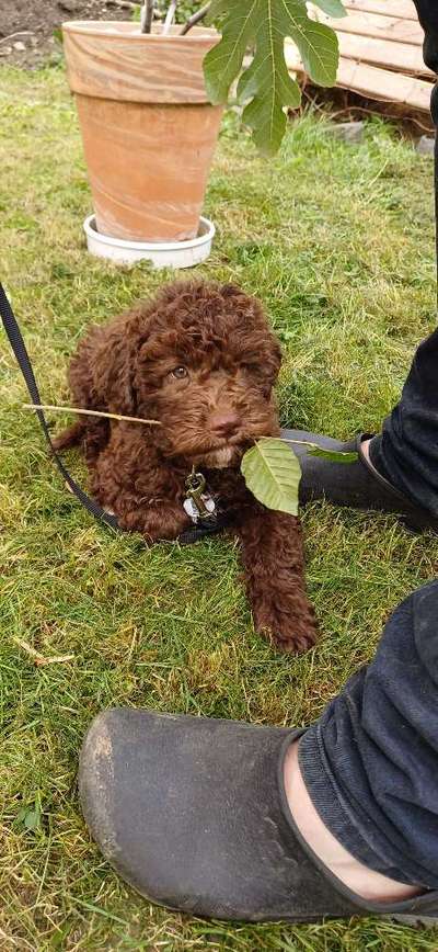 Hundetreffen-Welpentreffen-Bild