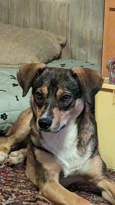 TierschutzhundeStammtisch🐕-Beitrag-Bild