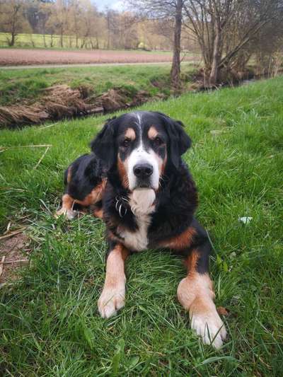 Unsere Fellnasen im Regenbogenland-Beitrag-Bild