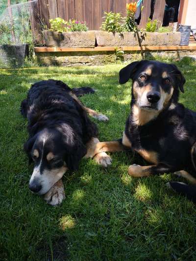 Unsere Fellnasen im Regenbogenland-Beitrag-Bild