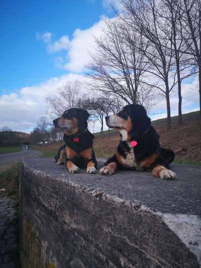 Unsere Fellnasen im Regenbogenland-Beitrag-Bild