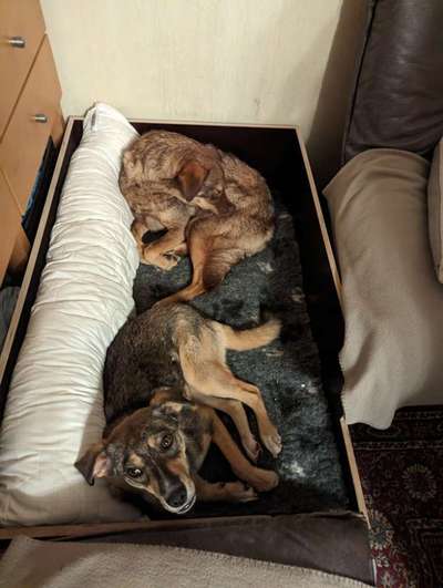 TierschutzhundeStammtisch🐕-Beitrag-Bild