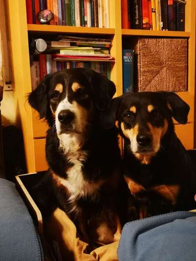 Mehrere Hunde zuhause !-Beitrag-Bild