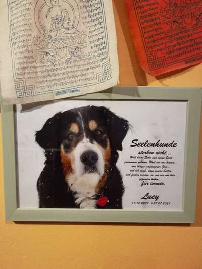 Unsere Fellnasen im Regenbogenland-Beitrag-Bild