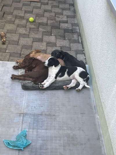 TierschutzhundeStammtisch🐕-Beitrag-Bild