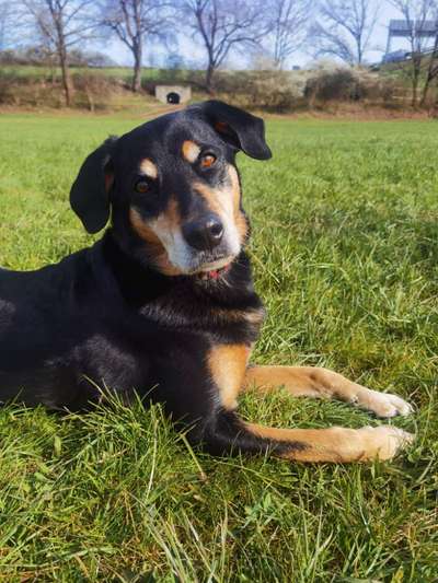 Unsere Fellnasen im Regenbogenland-Beitrag-Bild