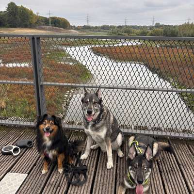 Hundetreffen-Treffen in Dortmund Nette und Umgebung-Bild