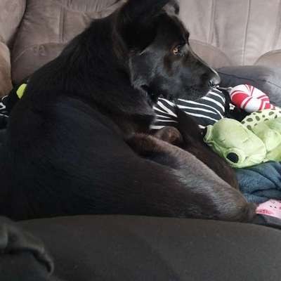 Hundetreffen-Hundefreunde gesucht-Bild