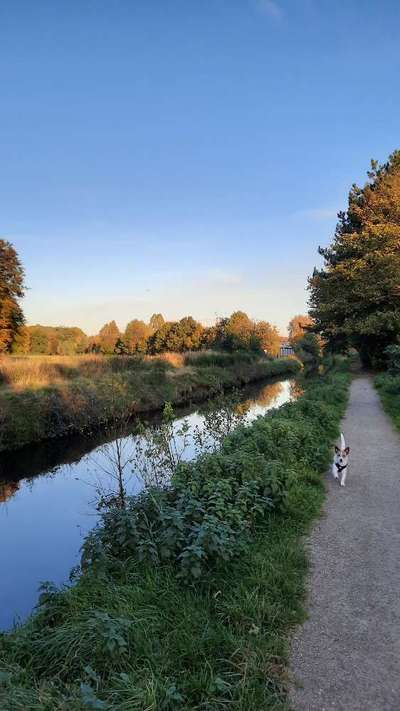 Hundetreffen-Gassi/Spiel Runde im Wohnungswald und Umgebung-Bild