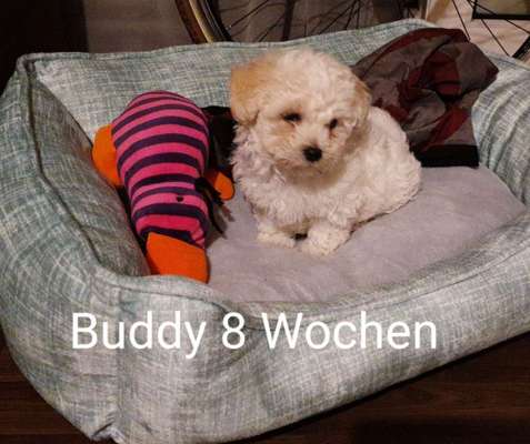 Welpen Bilder !-Beitrag-Bild