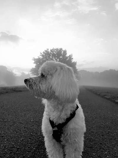 Dein Hund im Dogorama-Kalender 2021-Beitrag-Bild