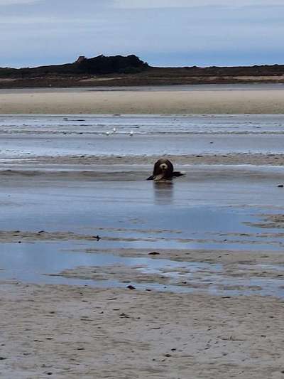 Fotosammlung: ,,Der natürliche Hund" Unbearbeitet, ungestellt und in Natura-Beitrag-Bild