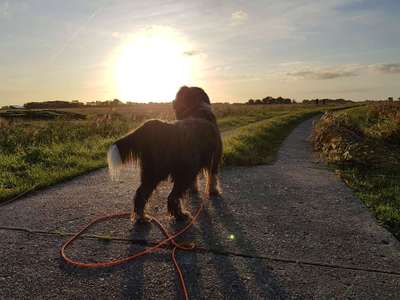 Zeigt mal die schönsten Bilder von euren Hunden !-Beitrag-Bild