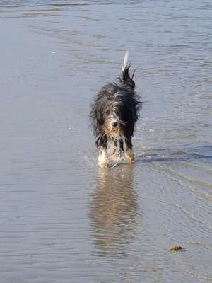 Zeigt mal die schönsten Bilder von euren Hunden !-Beitrag-Bild