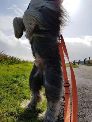 Zeigt mal die schönsten Bilder von euren Hunden !-Beitrag-Bild